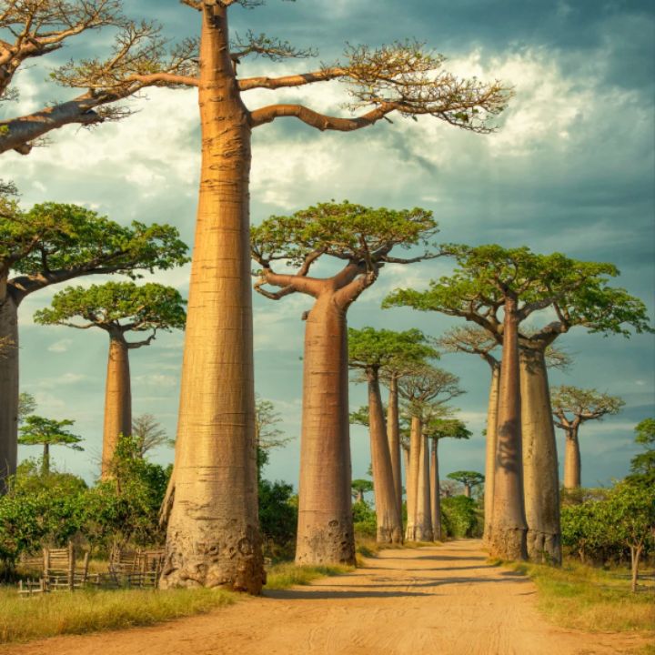 Madagascar